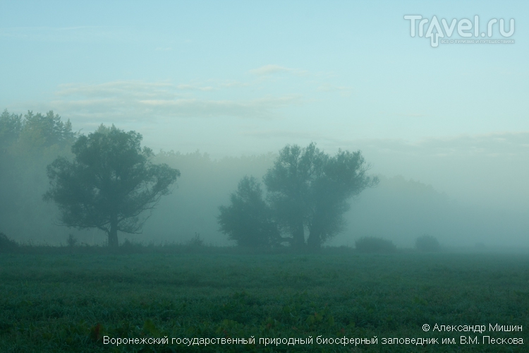 Воронежский биосферный заповедник в тумане