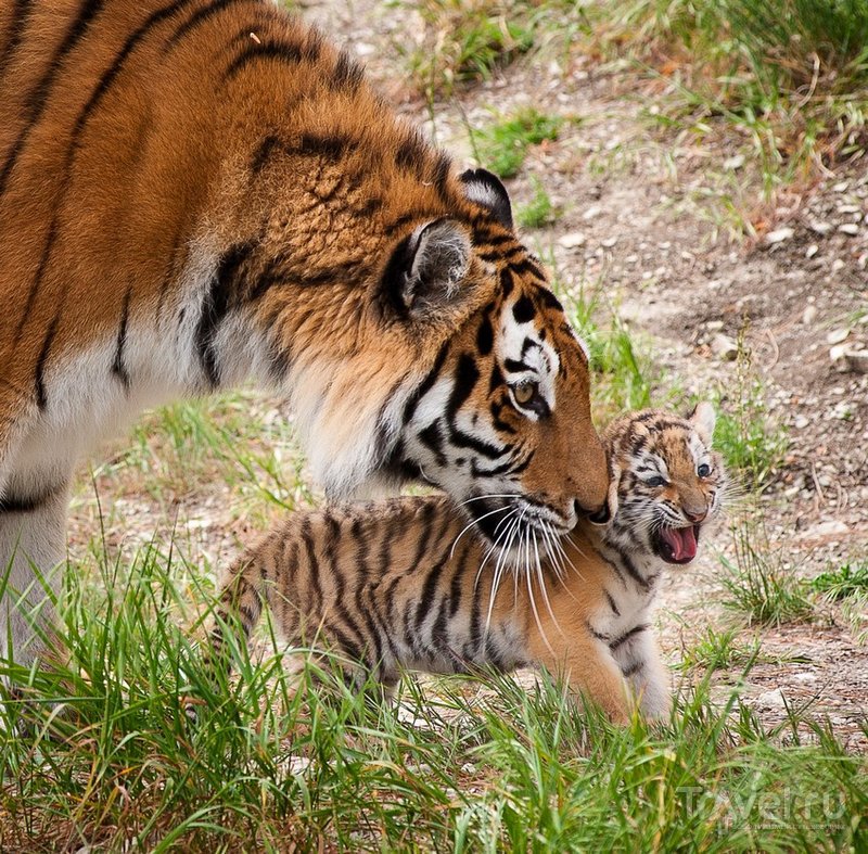 В Сафари-Парке живет несколько тигриных и львиных семейств