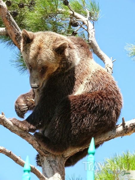 Медведь из Сафари-Парка