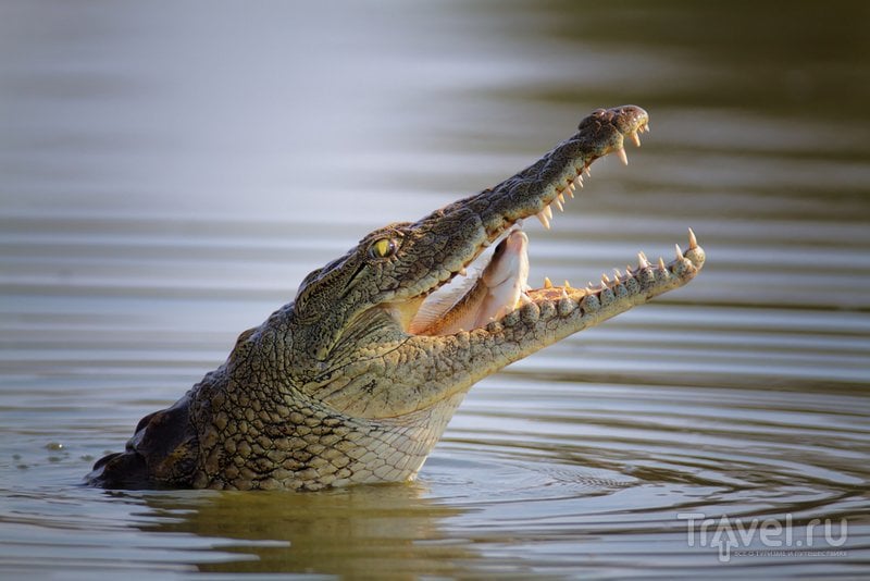 В террариуме-зоопапке Адлера можно увидеть настоящего нильского крокодила