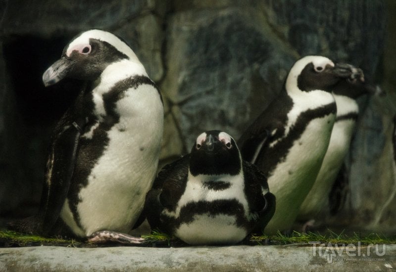 Пингвины почти как из мультика "Мадагаскар"