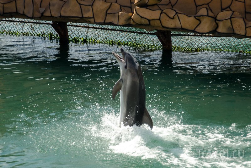 Танцующий дельфин