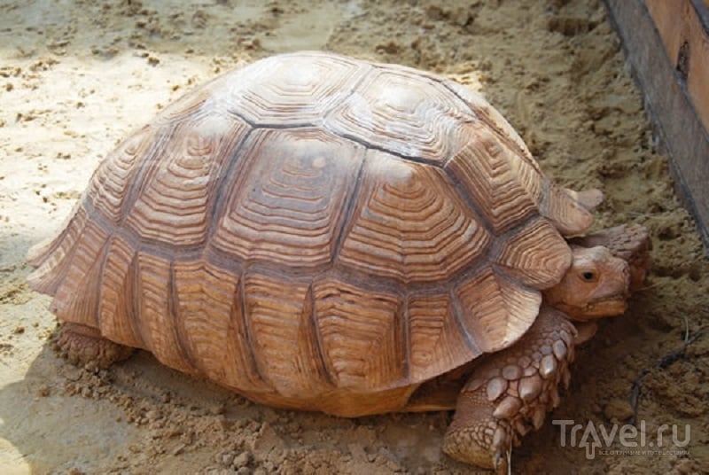 Гигинтская черепаха из зоопарка в Голубицкой