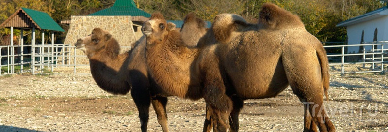 Верблюды из зоопарка, расположенного между Новороссийском и Анапой