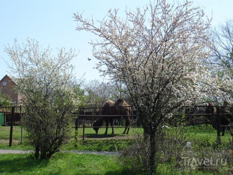 Весна в ростовском зоопарке