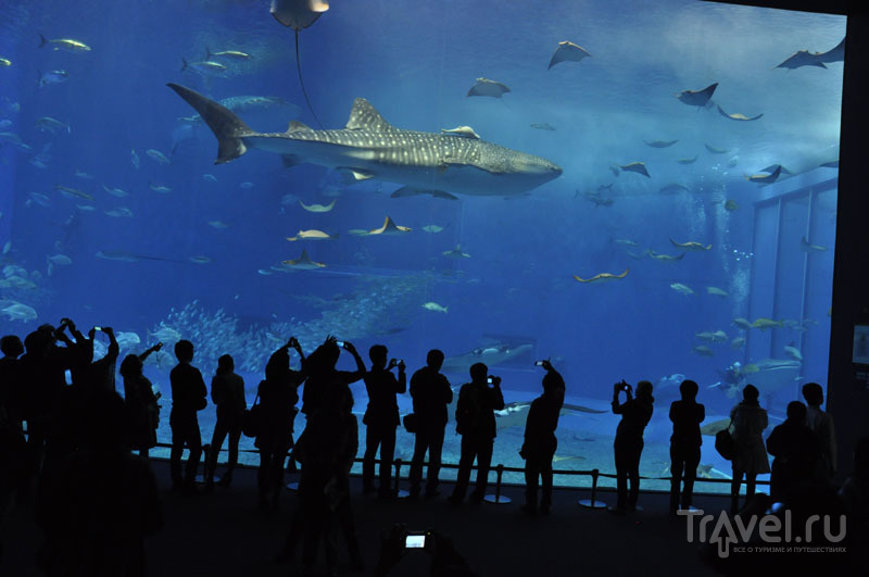 Аквариум с акулами на Окинаве