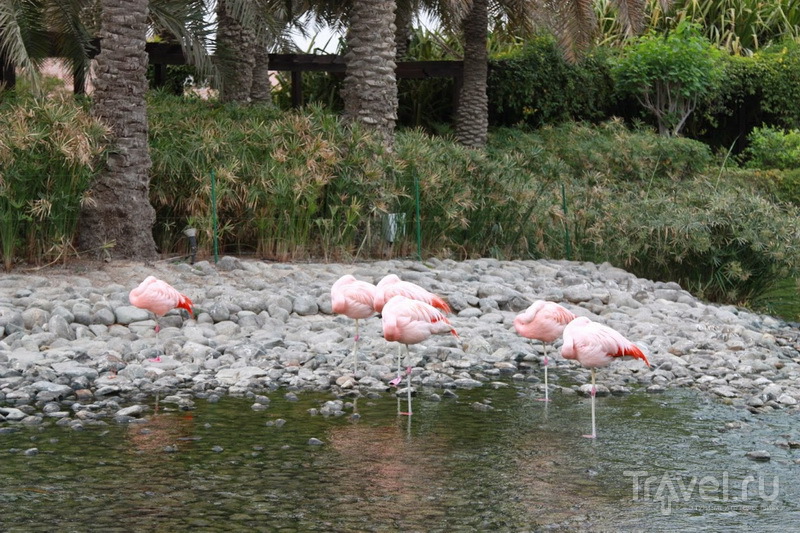 Фламинго у отеля Ritz Carlton