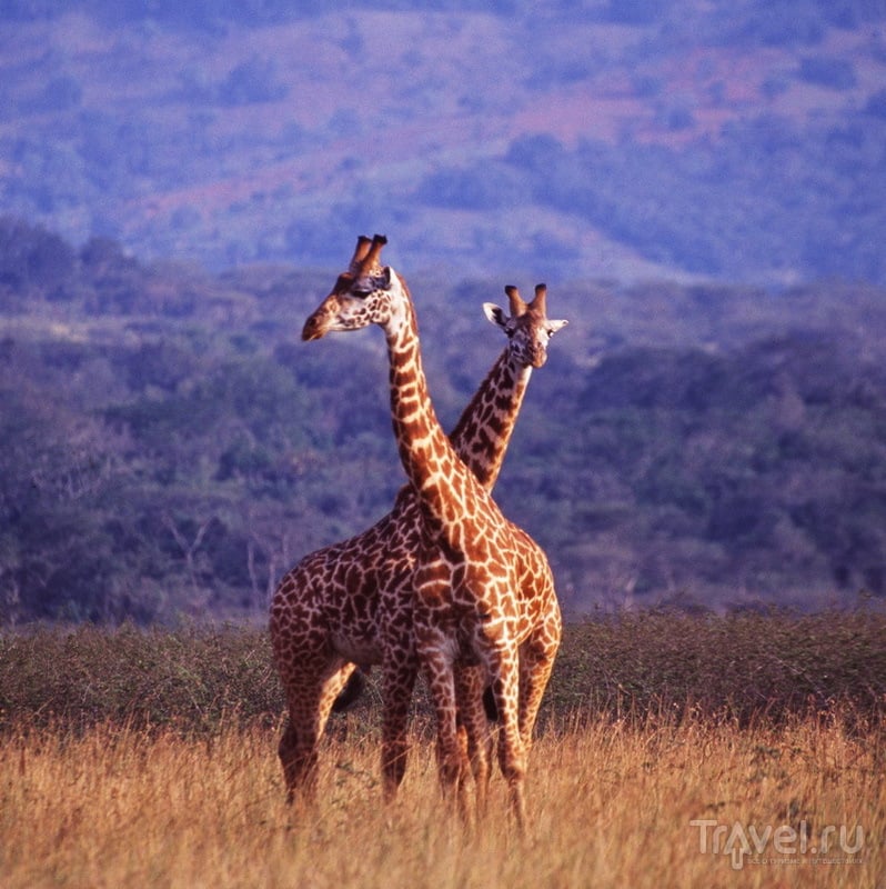 Жирафы парка Акагера