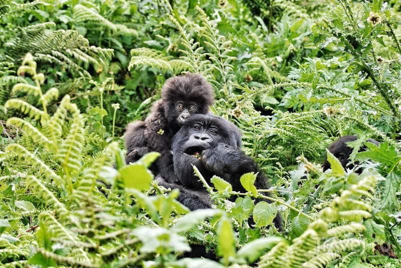 Самка горной гориллы с детенышем