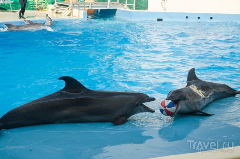 Дельфины любят играть