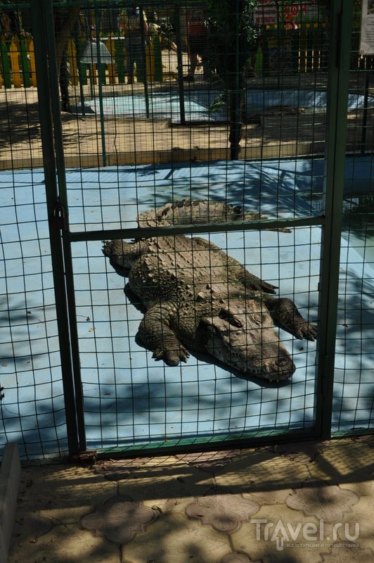 В Экзотик-парке можно увидеть огромных крокодилов. 