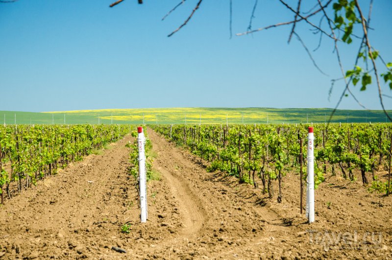 Около 7 тысяч гектаров таманских виноградников принадлежит заводу "Кубань-Вино", еще 3 тысячи гектаров - "Фанагории"