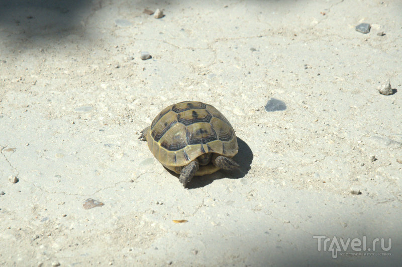 Краснокнижные черепахи из Утриша беззащитны перед людьми