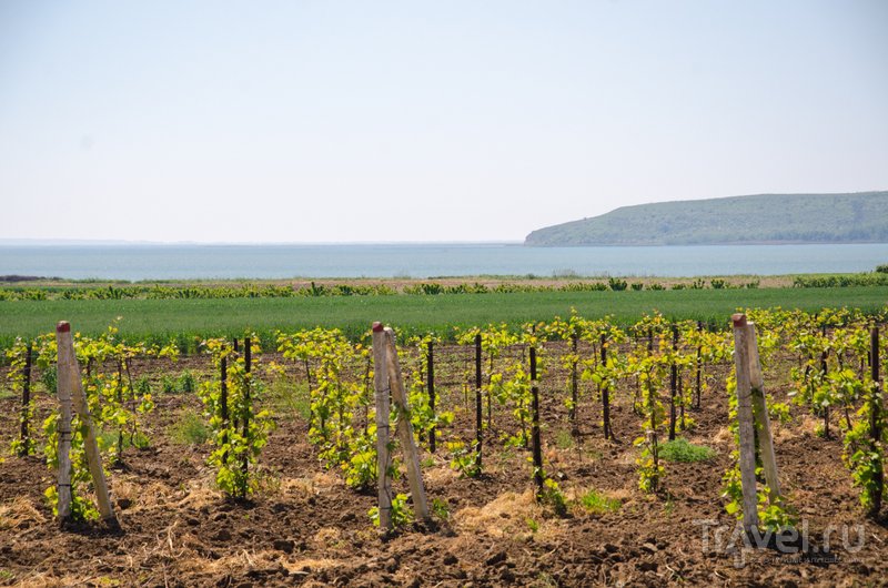 На берегу Кизилташского лимана выращивают виноград