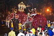 Слоны на шествии в честь выноса Священного Зуба Будды / Шри-Ланка