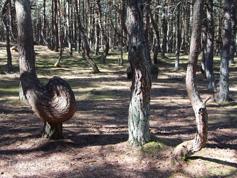 Куршская коса - Танцующий лес
