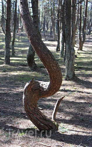 Куршская коса - Танцующий лес