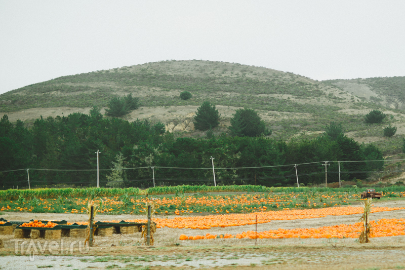 The Arata Pumpkin Farm