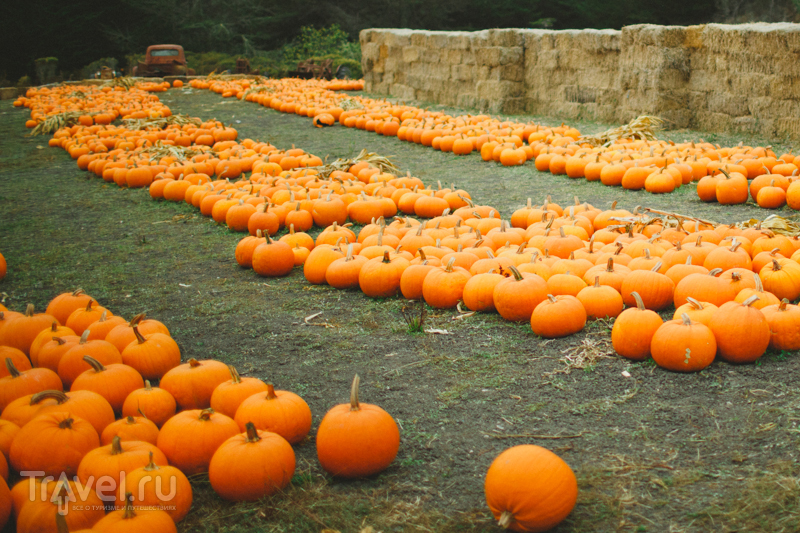 The Arata Pumpkin Farm