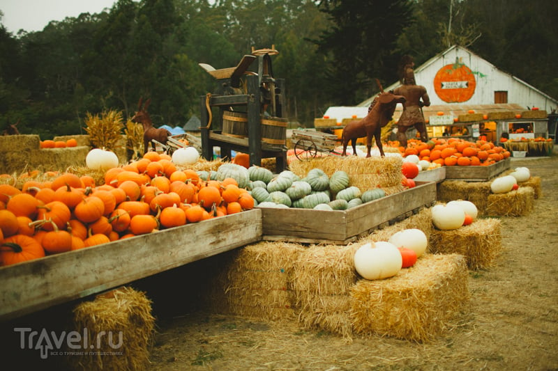 The Arata Pumpkin Farm