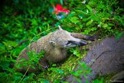 Засунуть любопытный нос в Бразилию: Водопады Игуасу и Парк птиц