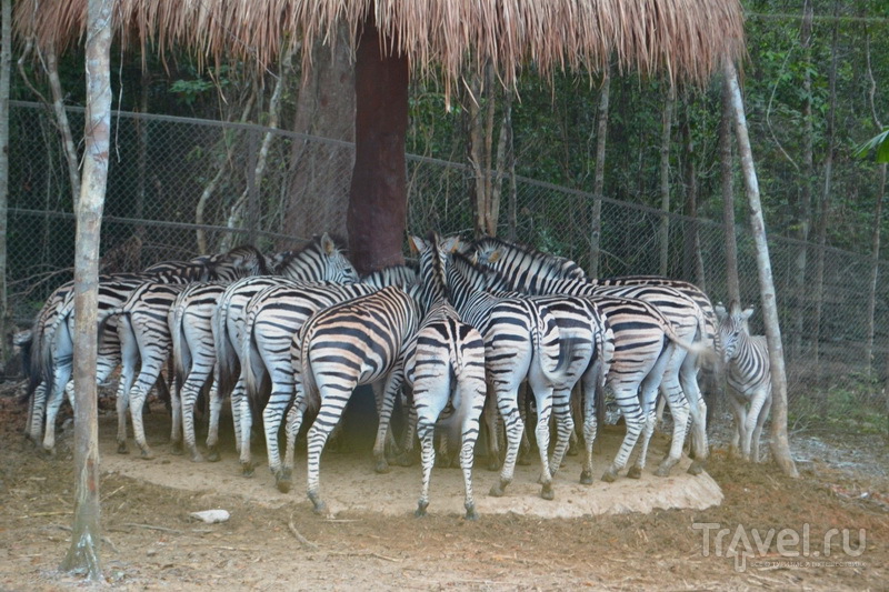 Зебры за обедом