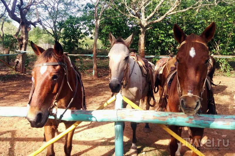 Лошади на кофейной плантации Ла Дионисия