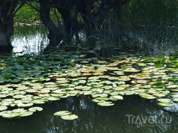 Кувшинки на реке фото