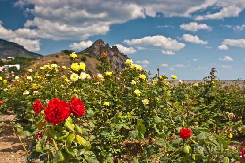 Крымские деревья фото