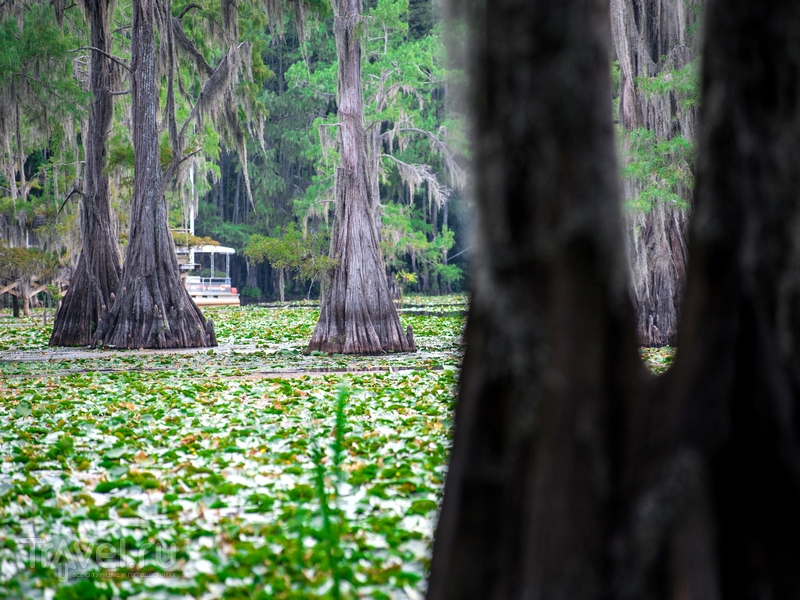 http://img.travel.ru/images2/2013/04/object216750/caddo_lake_1.jpg